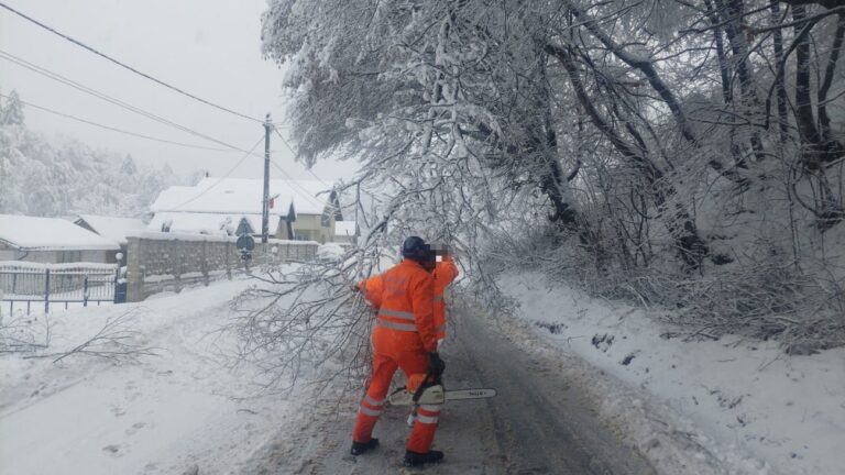 DRDP Cluj intervine pentru îndepărtarea arborilor căzuți pe DN 74 și DN 74A, în județul Alba