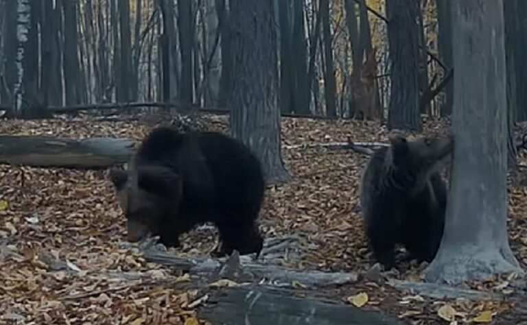 Imagini spectaculoase cu o ursoaică extrem de grijulie și cei doi pui ai săi (VIDEO)
