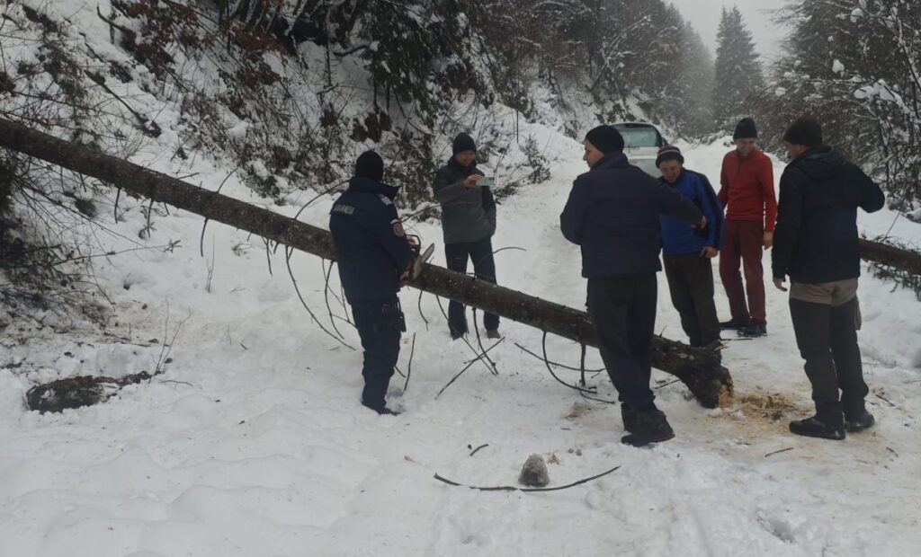Jandarmii din Roșia Montană au intervenit și au îndepărtat un copac căzut pe drum în zona Valea Bistrei