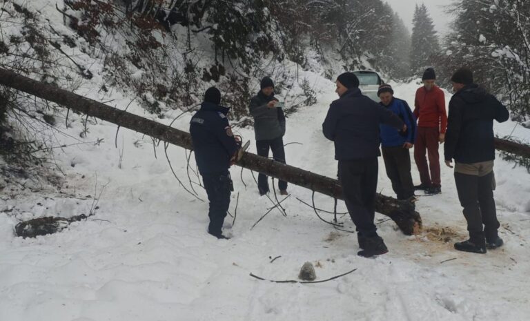 Jandarmii din Roșia Montană au intervenit și au îndepărtat un copac căzut pe drum în zona Valea Bistrei