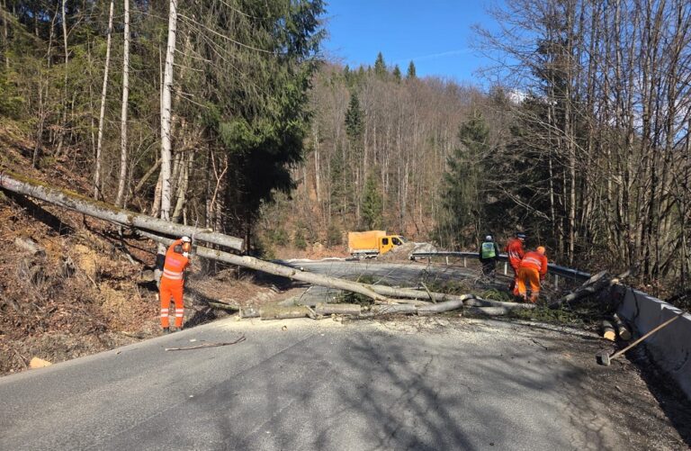 Intervenții pentru îndepărtarea arborilor cu risc pe DN74, în județul Alba