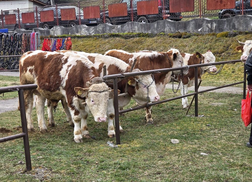 Târg de animale la Câmpeni! Cristian Dan Pașca: Pot participa crescătorii din județul Alba. Ce animale pot fi comercializate?