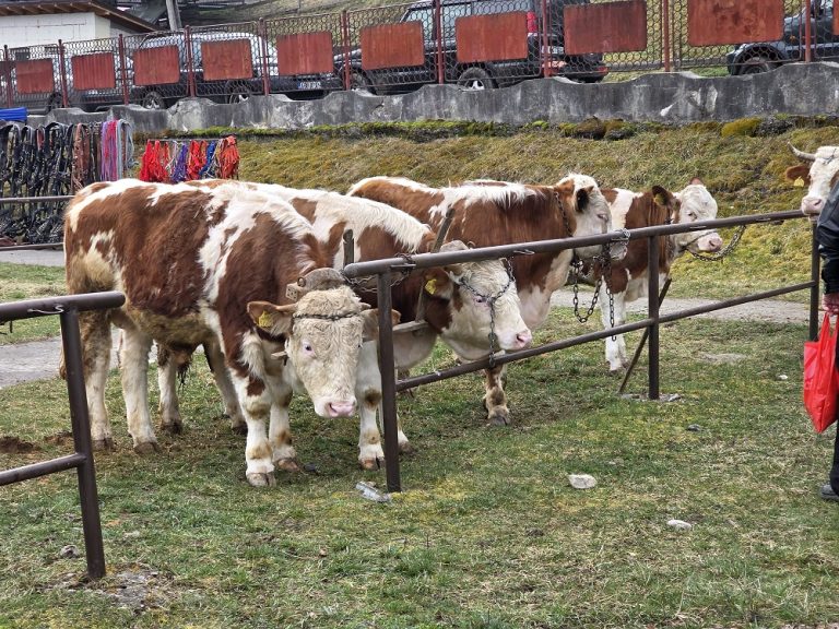 Târg de animale la Câmpeni! Cristian Dan Pașca: Pot participa crescătorii din județul Alba. Ce animale pot fi comercializate?