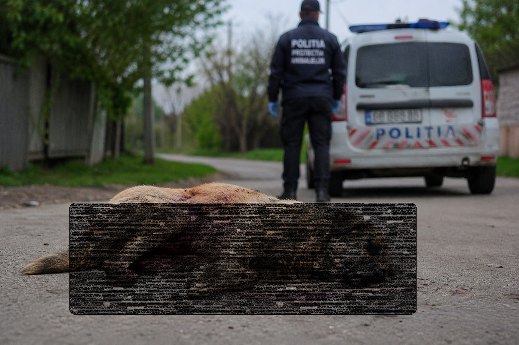 Bărbat reținut în Bihor după ce ar fi ucis intenționat un câine cu autoutilitara