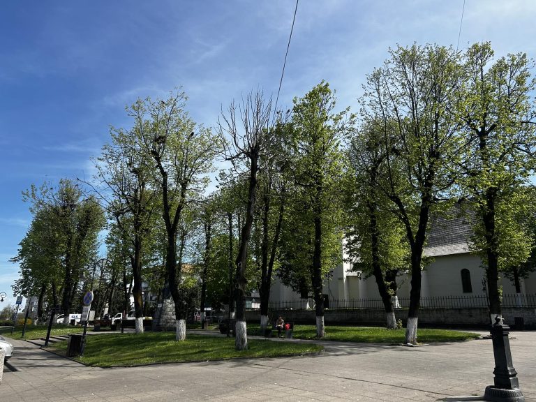 Primăria Huedin caută soluții pentru problema ciorilor din centrul orașului Huedin
