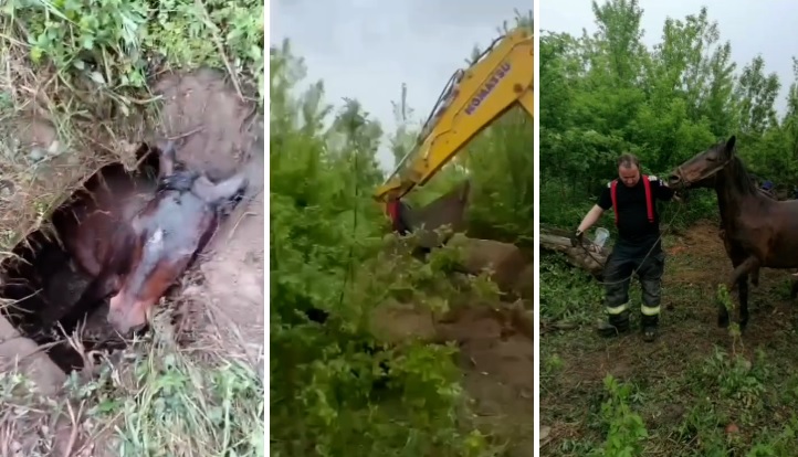 Intervenție dificilă a pompierilor hunedoreni pentru salvarea unei iepe gestante căzute într-o groapă (VIDEO)