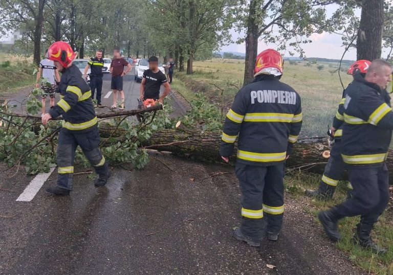 Vântul puternic a făcut ravagii în Bihor: Copaci doborâți în Oradea și pe drumul dintre Hidișelu de Sus și Calea Mare!