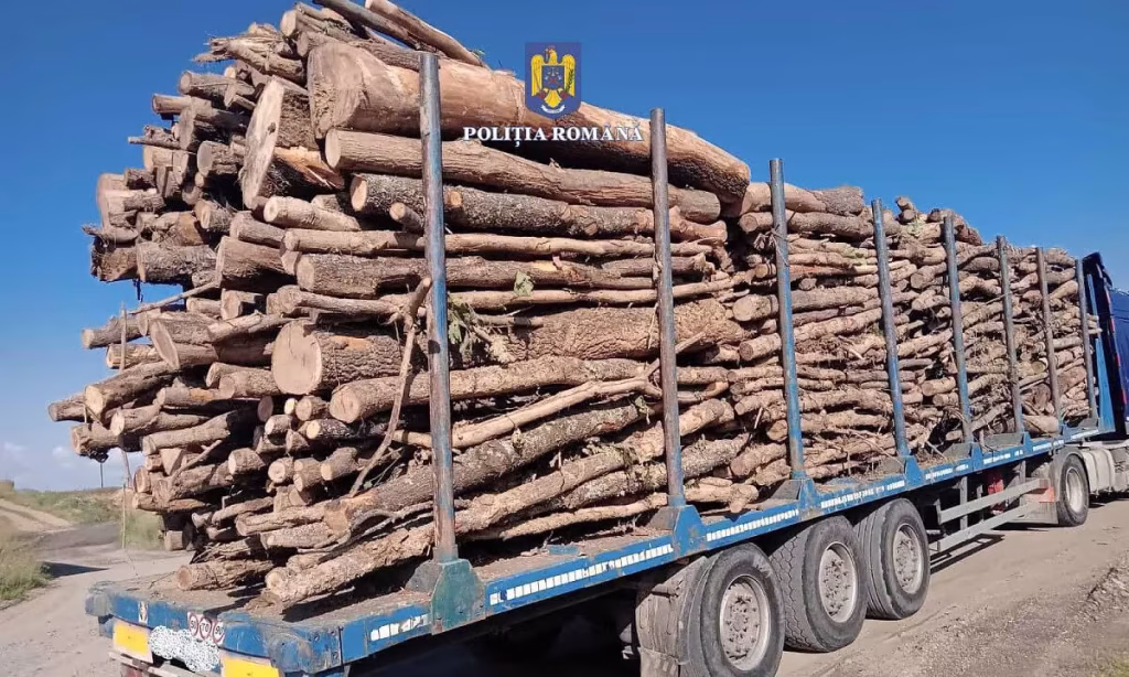 Peste 100 de controale pentru combaterea activităților ilegale cu material lemnos în județul Alba: Amenzi de peste 120.000 de lei și lemn confiscat!