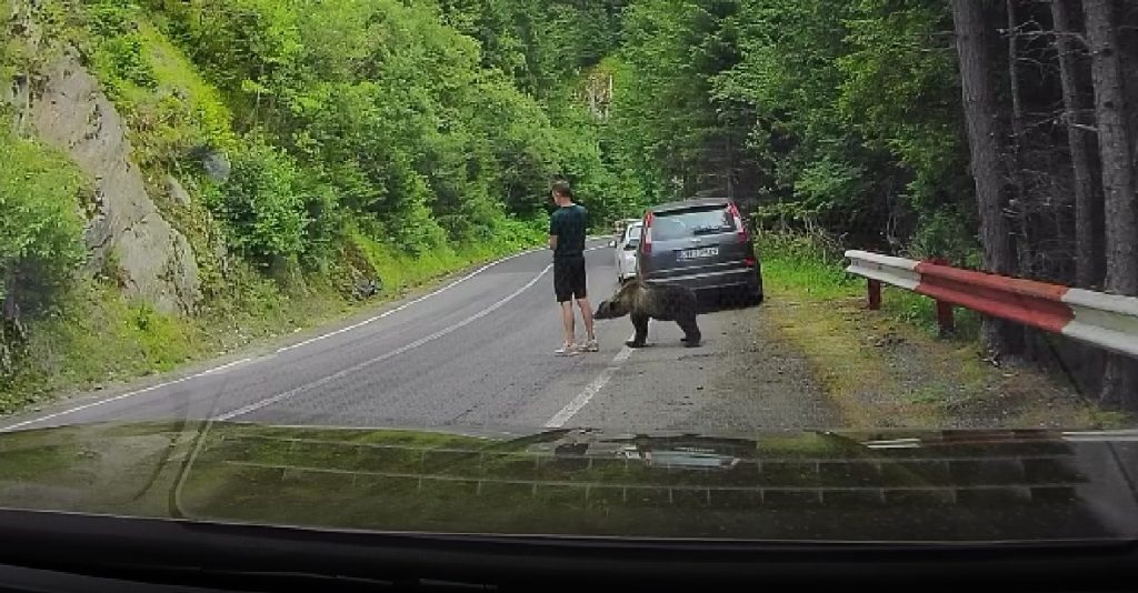 Turist mușcat de urs pe Transfăgărășan după ce a încercat să hrănească animalul. Momentul atacului a fost filmat (VIDEO)