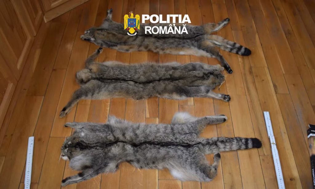 Descoperire șocantă la Rimetea: trei blănuri de pisică sălbatică, găsite la locuința unui bărbat cercetat pentru braconaj. Polițiștii au indisponibilizat și un ATV