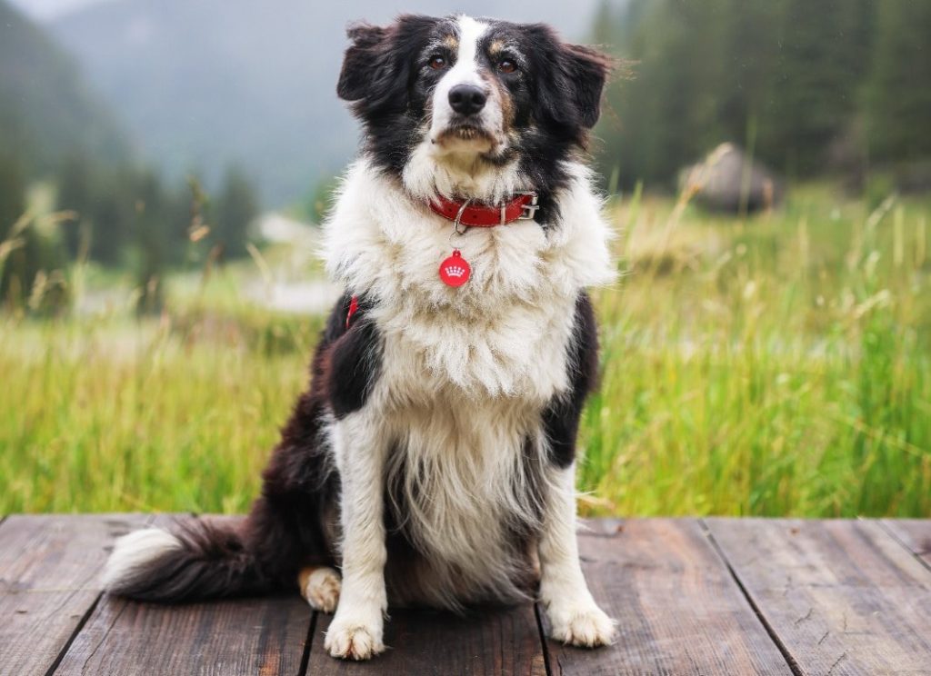 Munții Apuseni, sub protecție canină diferențiată: Bihor și Alba au unități proprii, Clujul se bazează pe colaborare