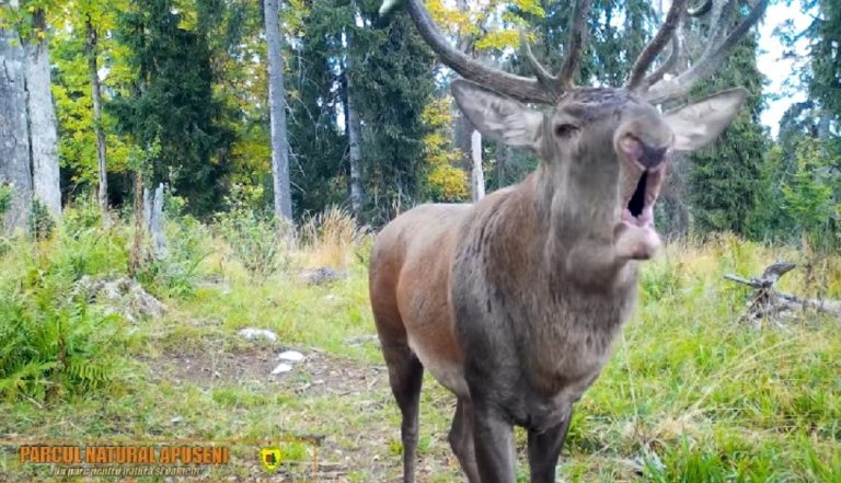 Spectacol impresionant în Munții Apuseni! Boncănitul cerbilor a răsunat prin păduri. Rangerii Parcului Natural Apuseni au surprins momente spectaculoase (VIDEO)