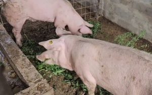 34 de porci aduși ilegal din Ungaria, descoperiți la Nădlac! Animalele vor fi eutanasiate și incinerate. Operațiunea costă 40.000 de lei!