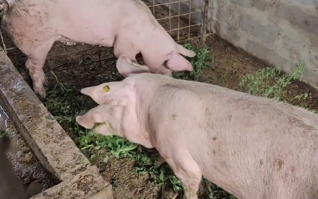 34 de porci aduși ilegal din Ungaria, descoperiți la Nădlac! Animalele vor fi eutanasiate și incinerate. Operațiunea costă 40.000 de lei!