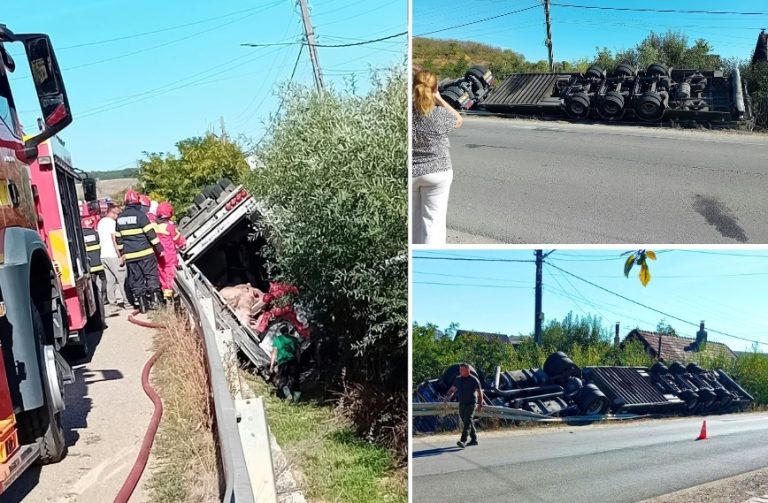 TIR cu 143 de porci vii, răsturnat într-un șanț în Bihor. Șoferul a refuzat transportul la spital